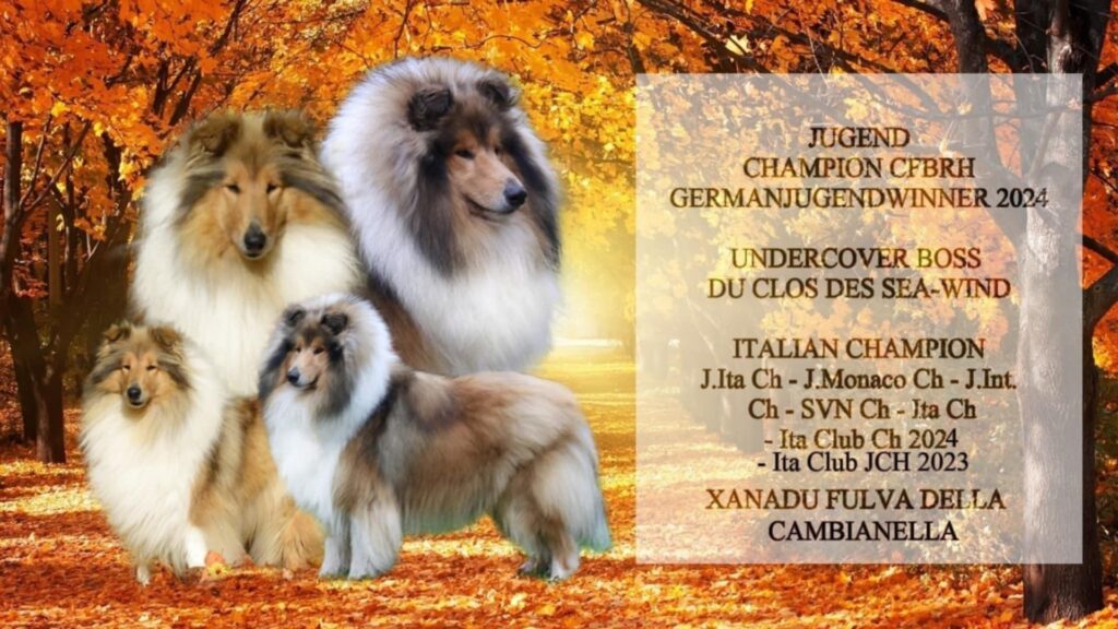 SIMPATICI CUCCIOLI DI ROUGH COLLIE