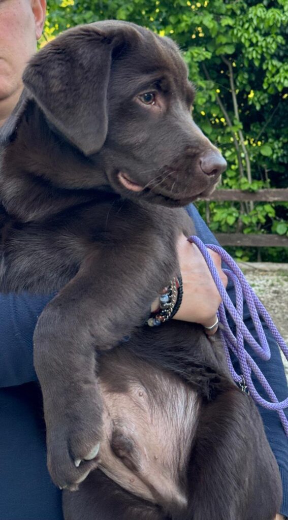 Cucccioli di Labrador