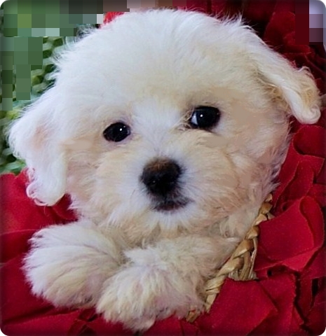 meravigliosa cucciolata di COTON DE TULEAR in disponibilità