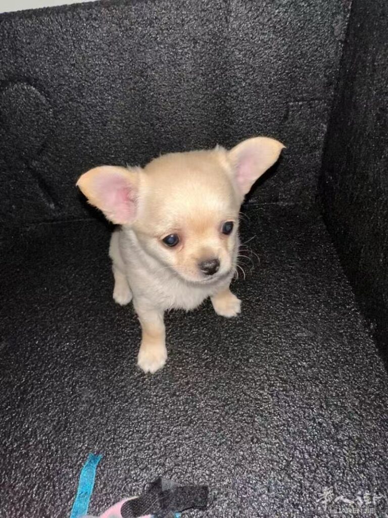 vendere i  cuccioli pomechi