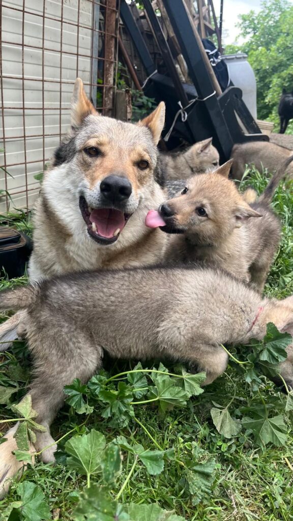 Cucciole di Cane Lupo Cecoslovacco