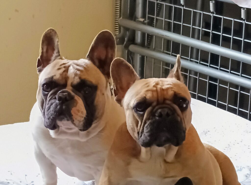 Cuccioli di bulldog francese