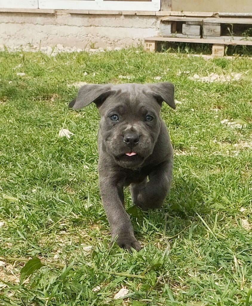 Cuccioli di cane corso