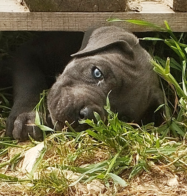 Cuccioli di cane corso