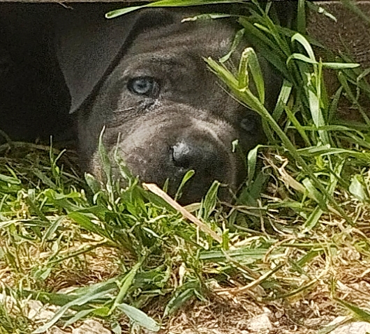 Cuccioli di cane corso