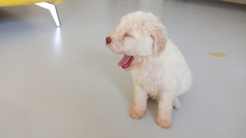 Cuccioli Lagotto romagnolo