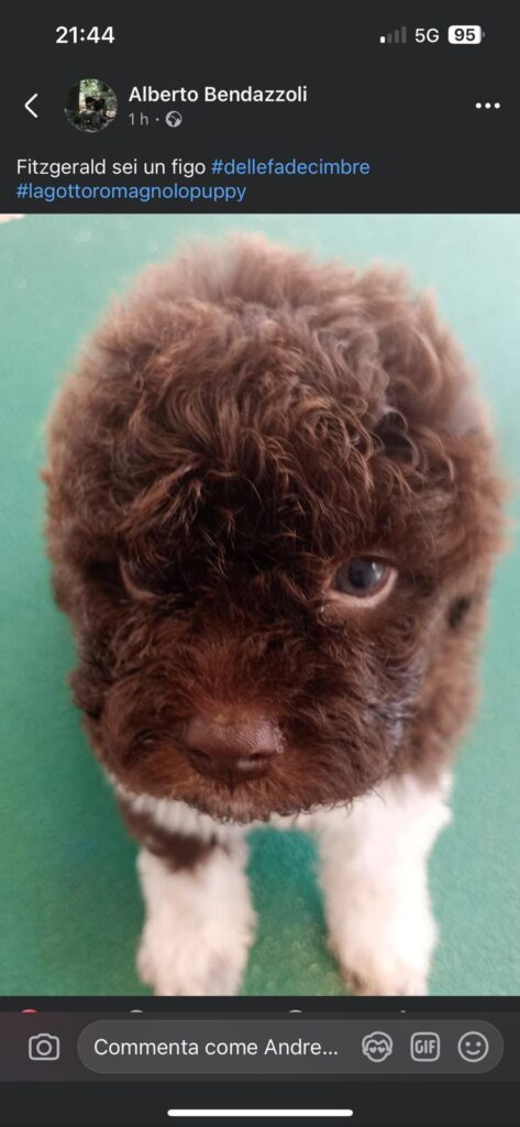 Cuccioli Lagotto romagnolo