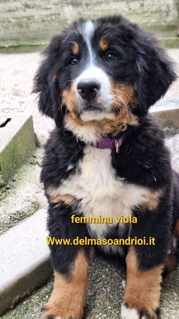 Bovaro del bernese