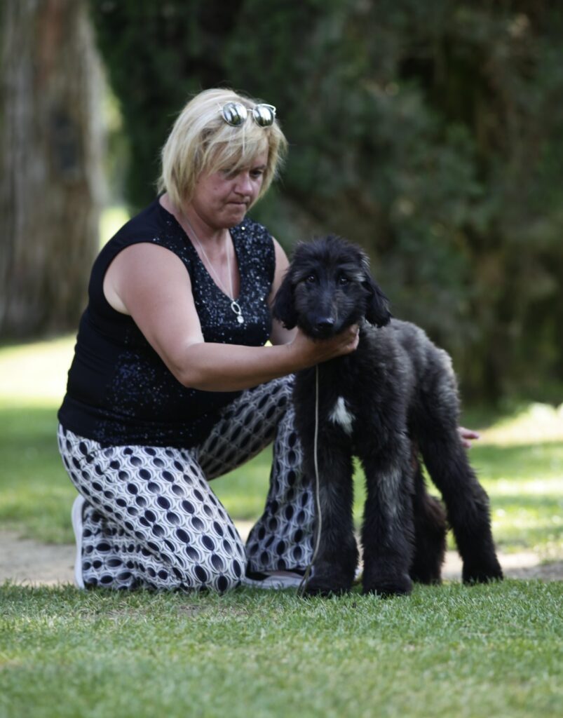 Cucciolo evriero afgano disponibile