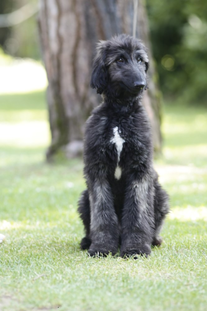 Cucciolo evriero afgano disponibile