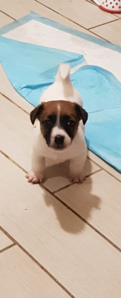Cuccioli Jack russell terrier