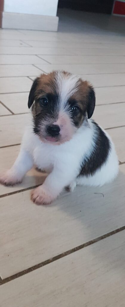 Cuccioli Jack russell terrier