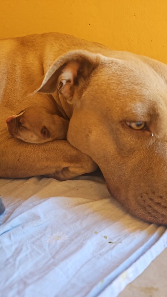 American Pitbull Terrier UKC MCKCI