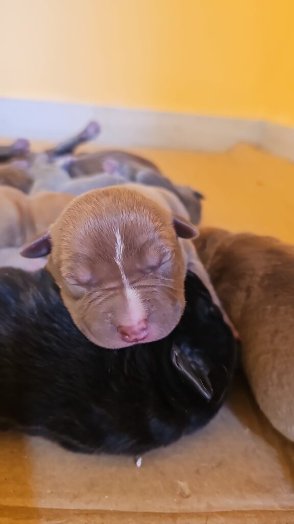 American Pitbull Terrier UKC MCKCI