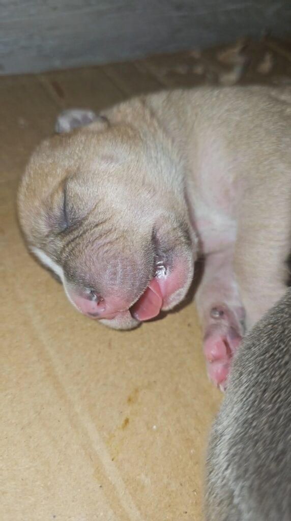 American Pitbull Terrier UKC MCKCI