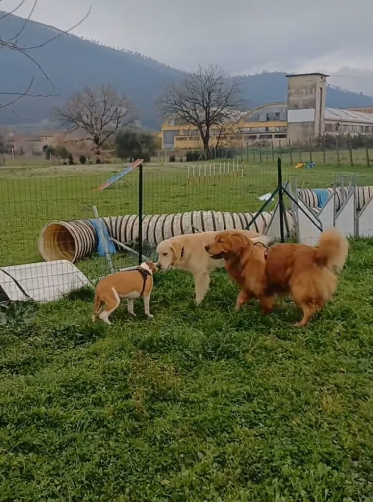 DoGzLiFe Educazione Cinofila