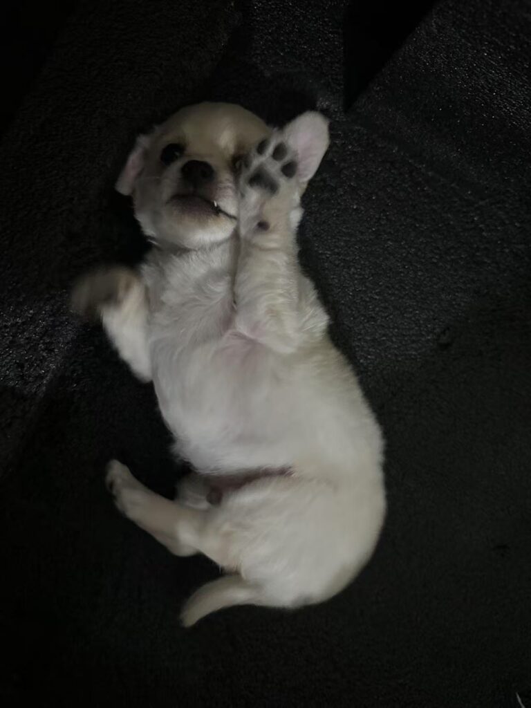 vendere i  cuccioli pomechi