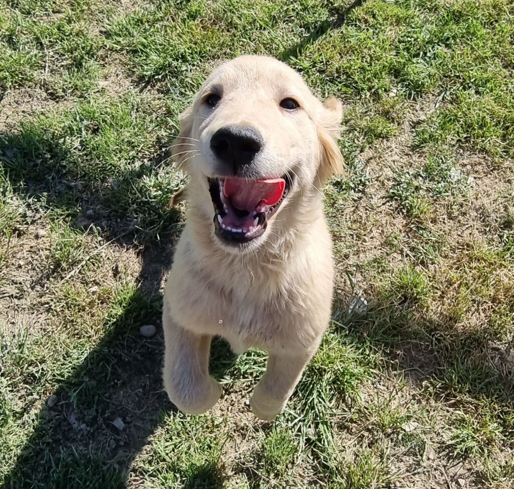 Bellissimi Golden Retriever