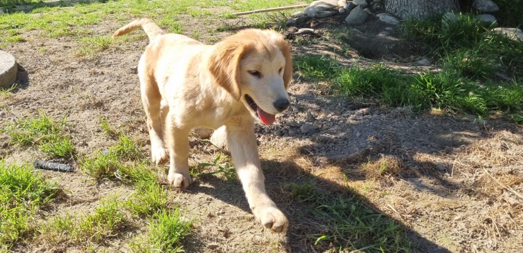 Bellissimi Golden Retriever