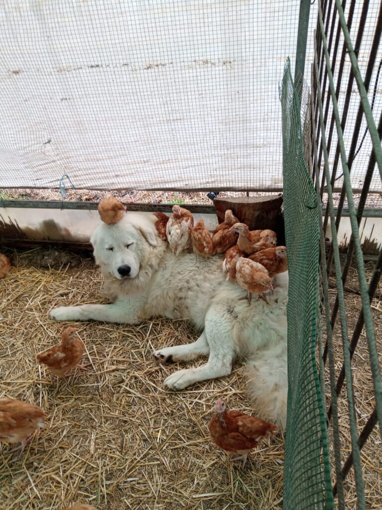 PASTORE MAREMMANO ABRUZZESE