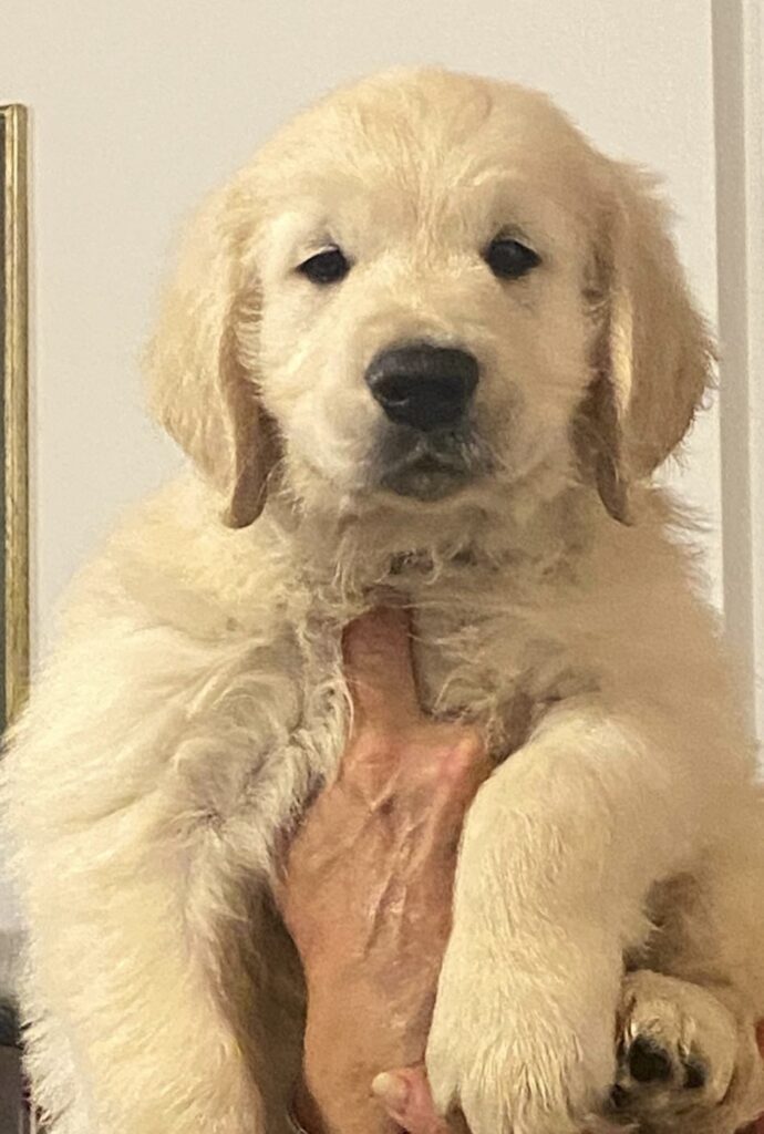 Golden Retriever Preziosa cucciolata da campioni di bellezza