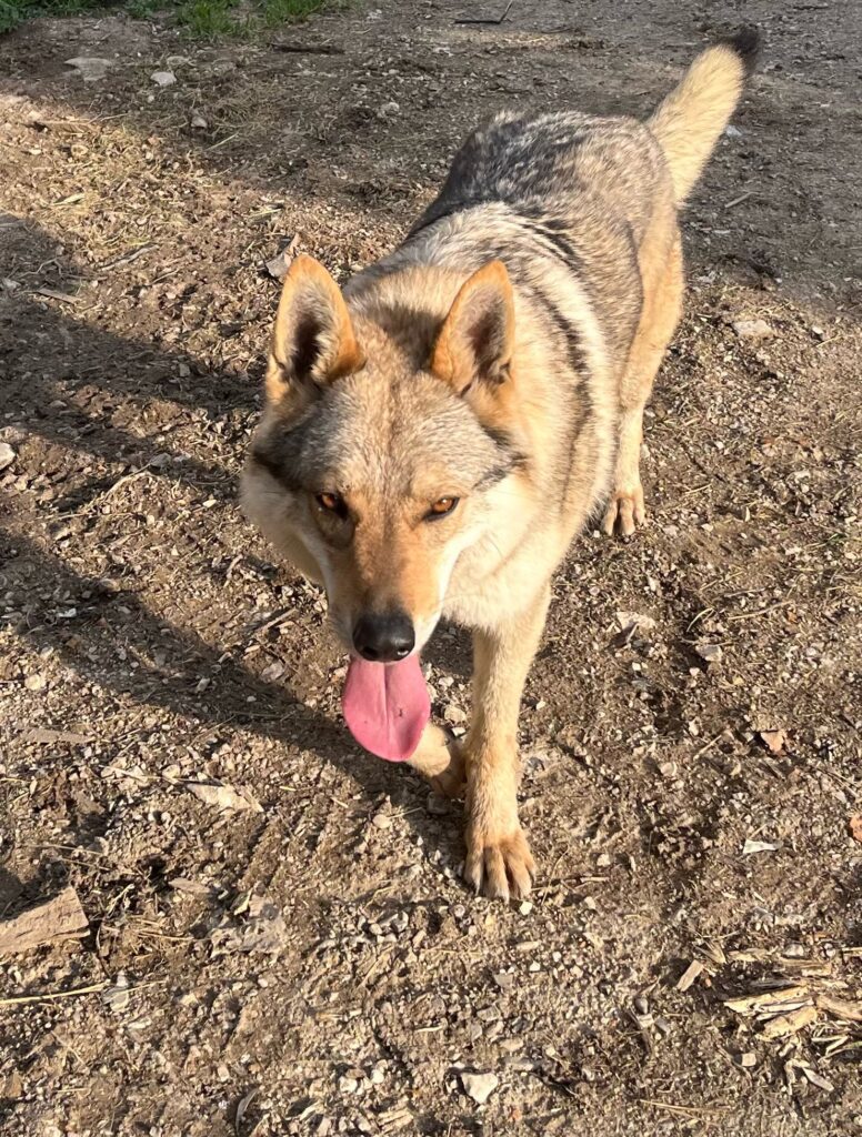 Cucciole di Cane Lupo Cecoslovacco