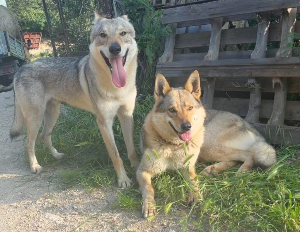 Cucciole di Cane Lupo Cecoslovacco