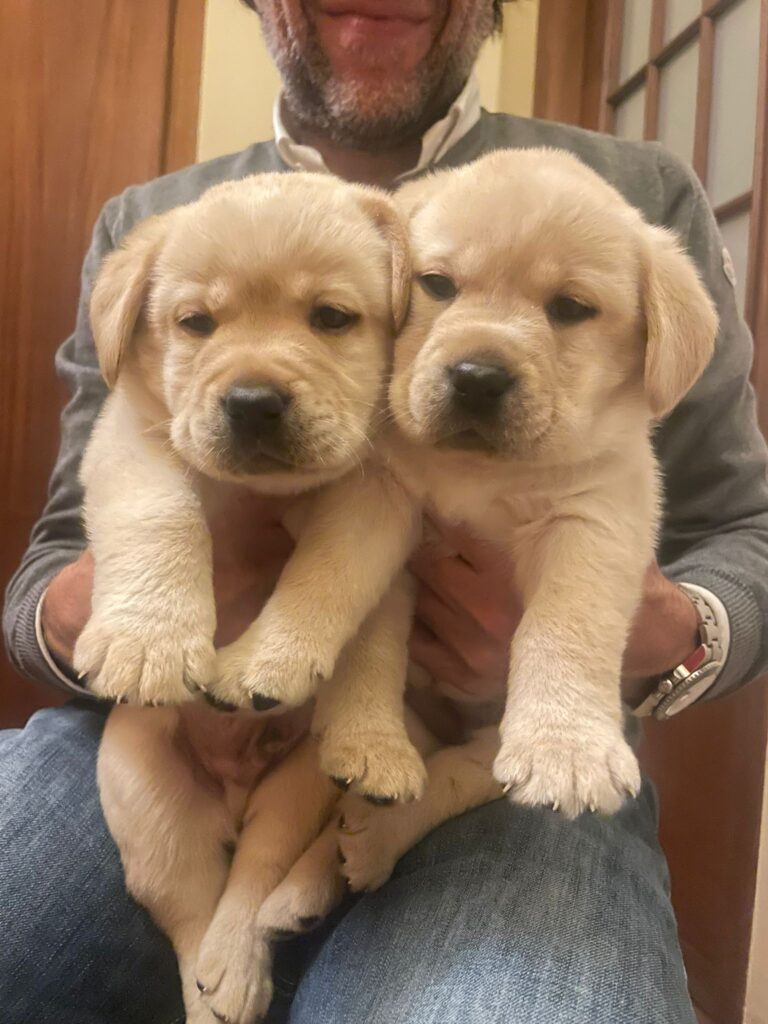 Splendida Cucciolata di Labrador Retriever  miele e di neri