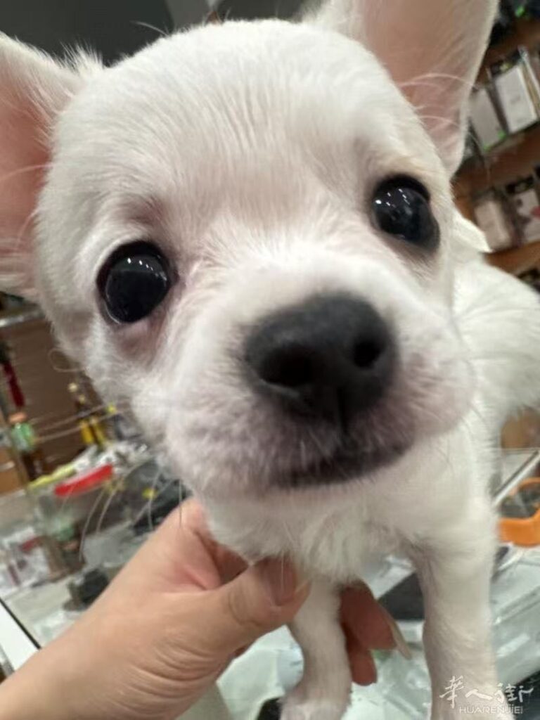 vendere i  cuccioli pomechi