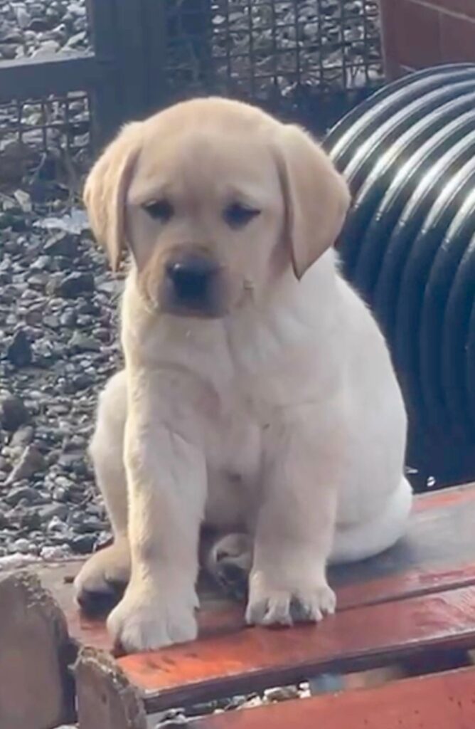 Splendida Cucciolata di Labrador Retriever  miele e di neri