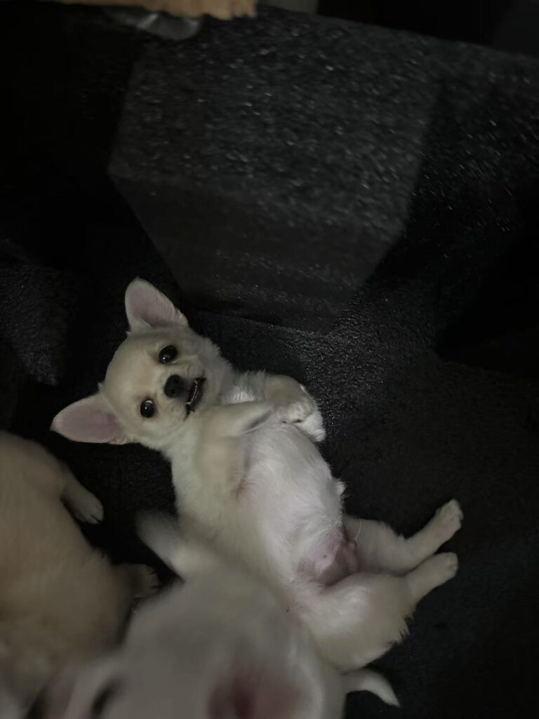 vendere i  cuccioli pomechi