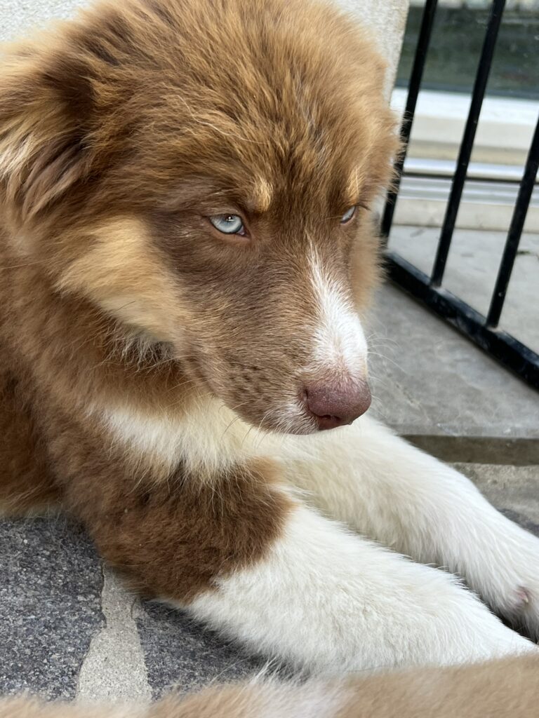 Cuccioli australian shepherd
