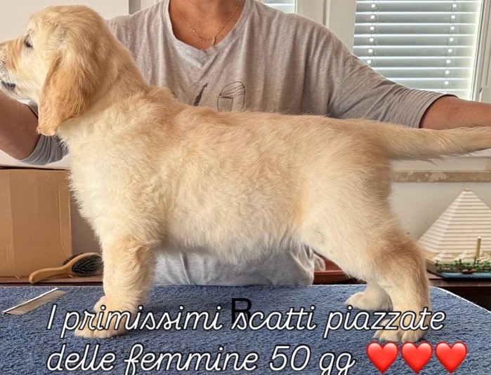 Golden Retriever Preziosa cucciolata da campioni di bellezza
