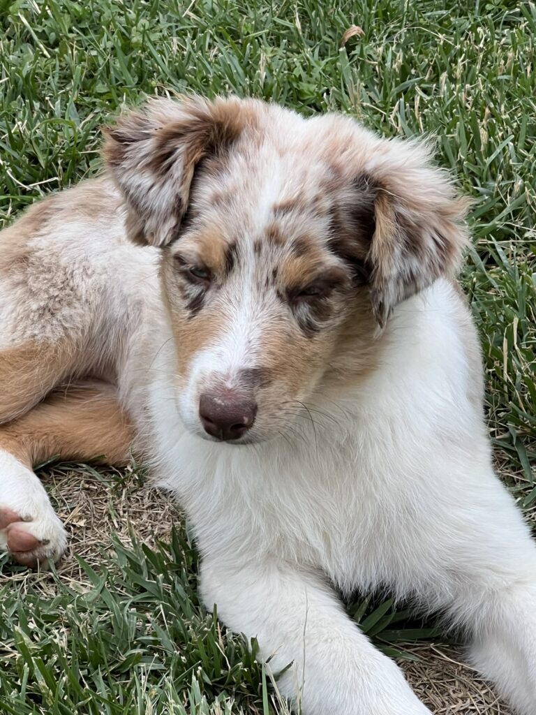 Cuccioli australian shepherd