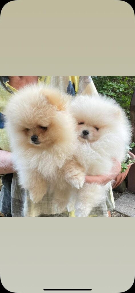 Volpino di Pomerania