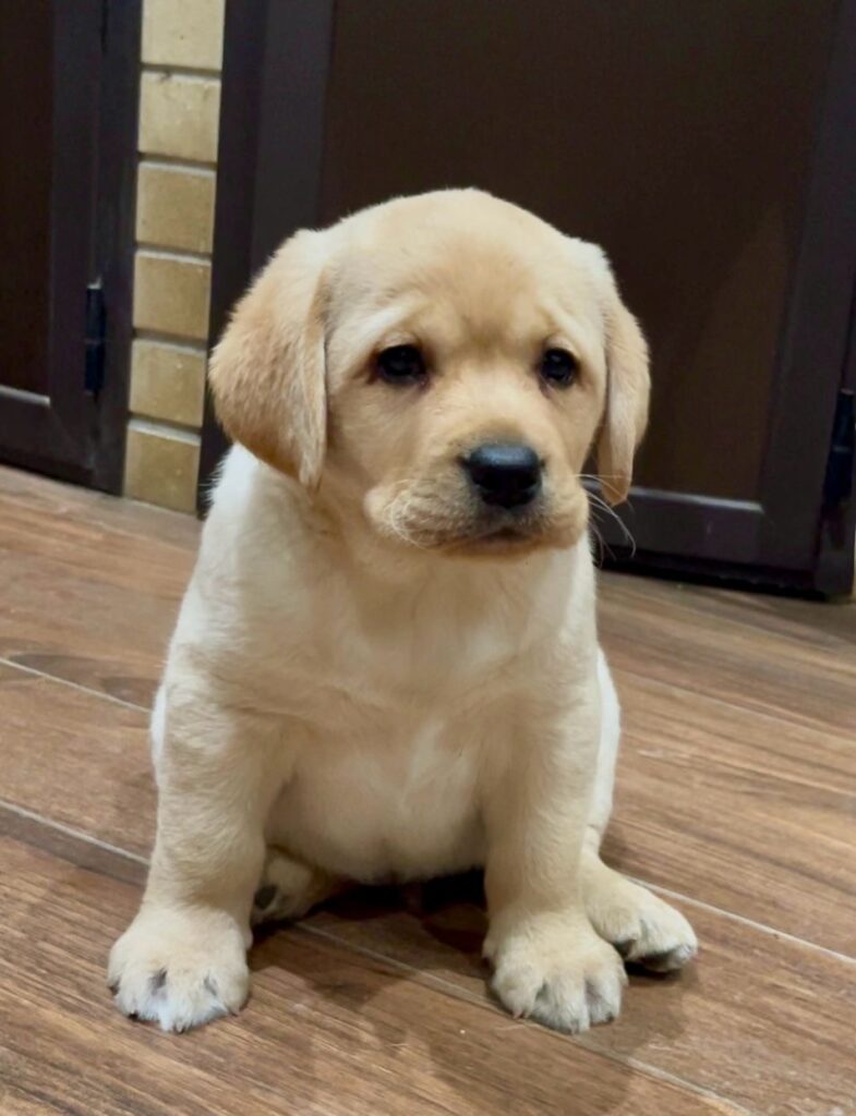 Splendida Cucciolata di Labrador Retriever  miele e di neri