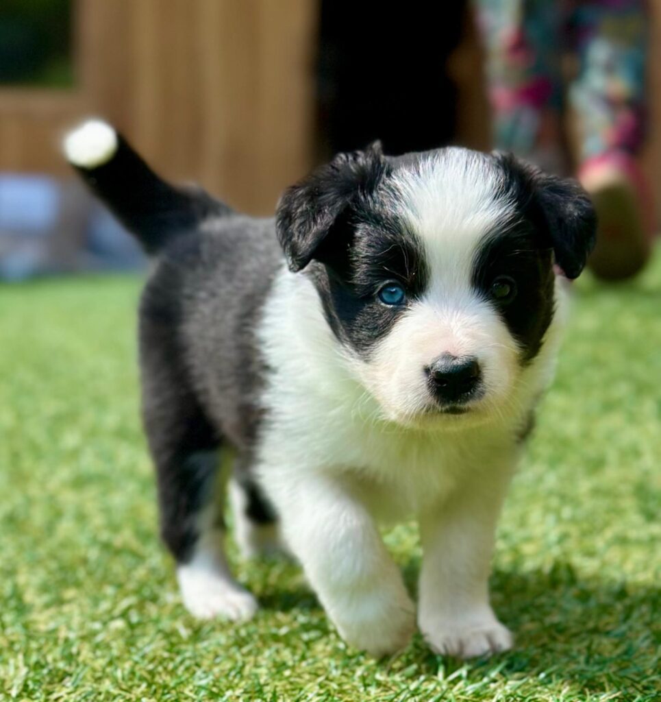 Border Collie Cuccioli MERAVIGLIOSI