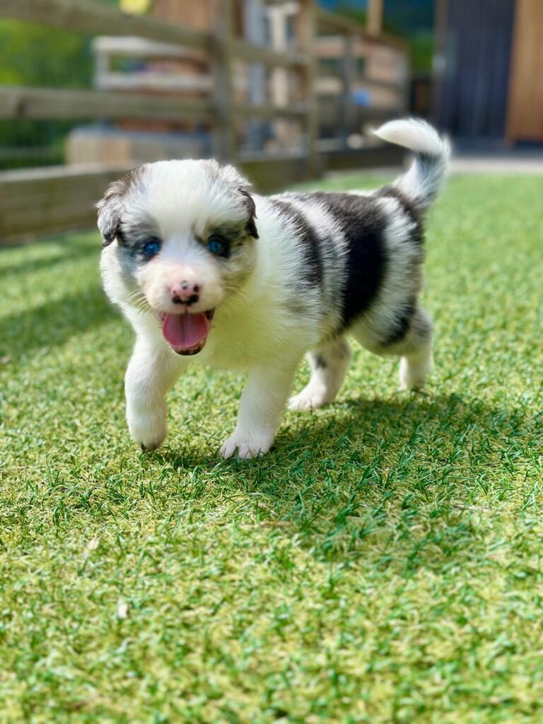 Border Collie Cuccioli MERAVIGLIOSI