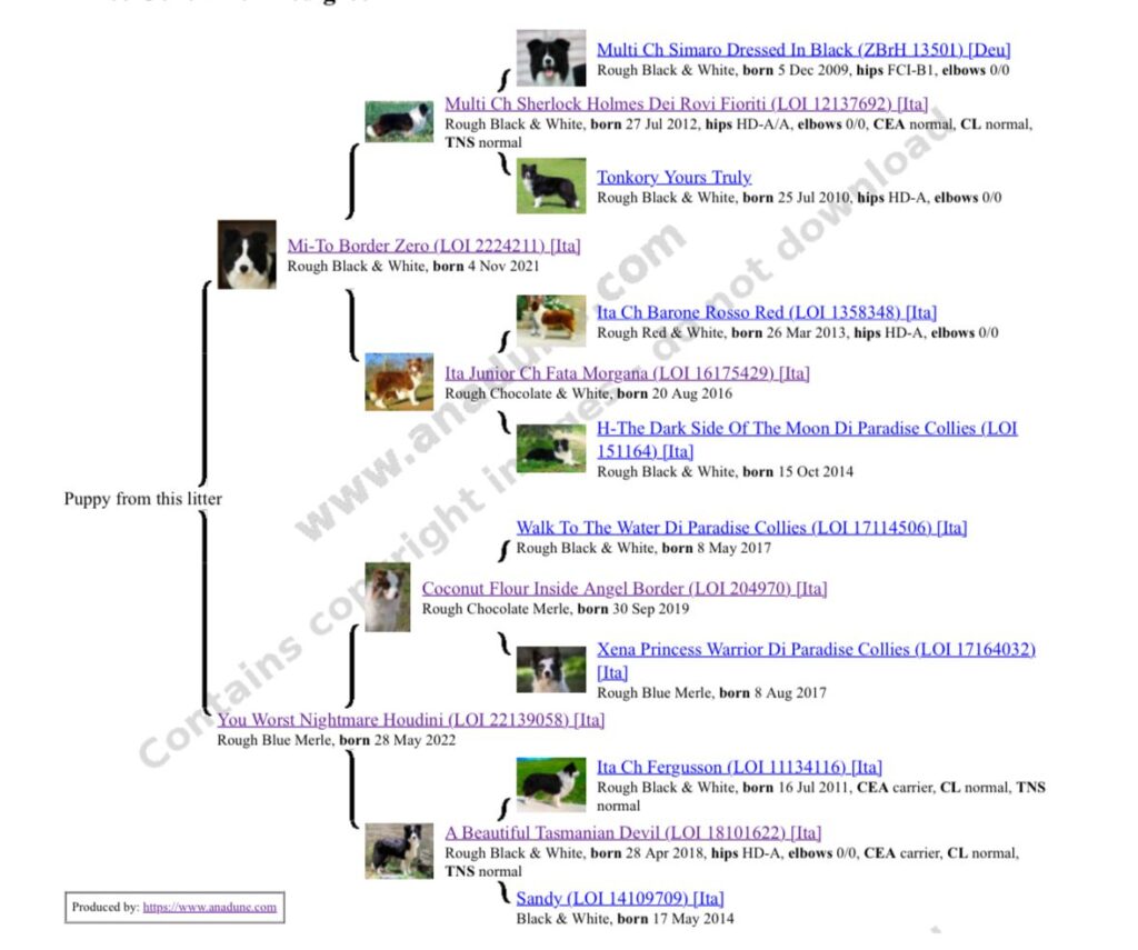 Border Collie Cuccioli MERAVIGLIOSI