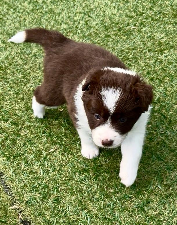 Border Collie Cuccioli MERAVIGLIOSI