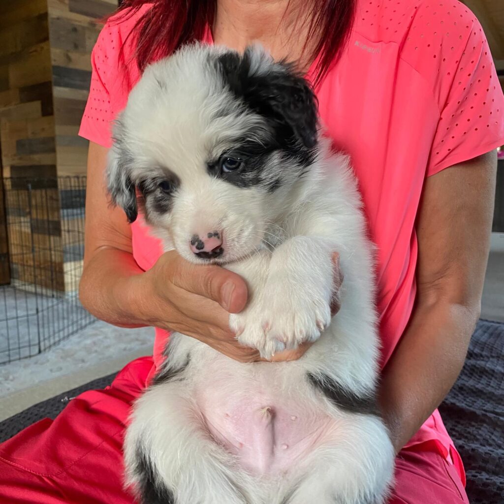 Border Collie Cuccioli MERAVIGLIOSI