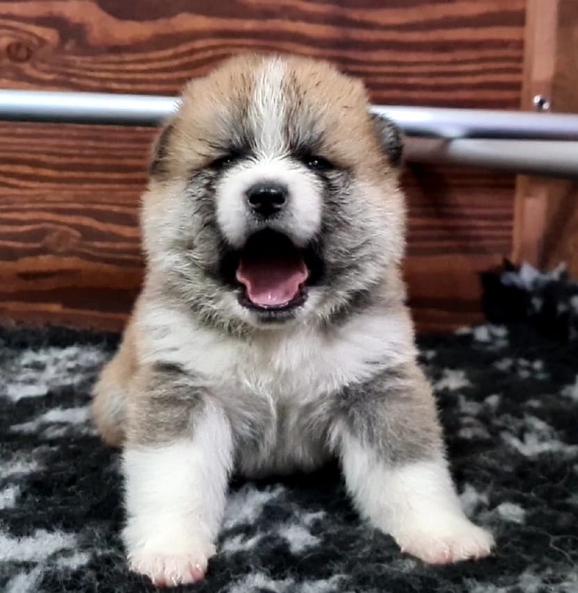 Cuccioli di AKITA Inu prenotazioni disponibili