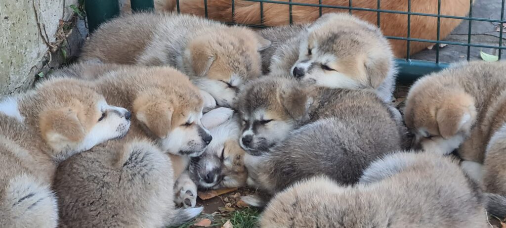 Prenotazioni cuccioli di AKITA INU