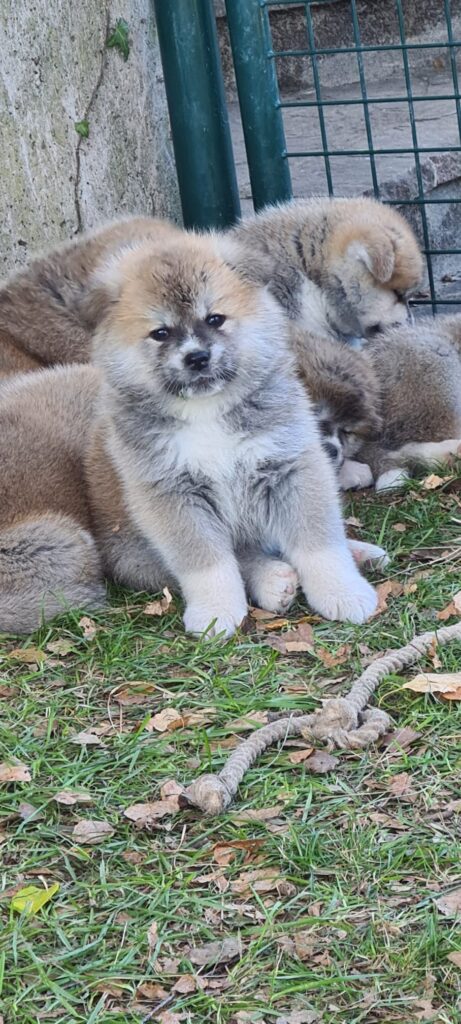 Prenotazioni cuccioli di AKITA INU