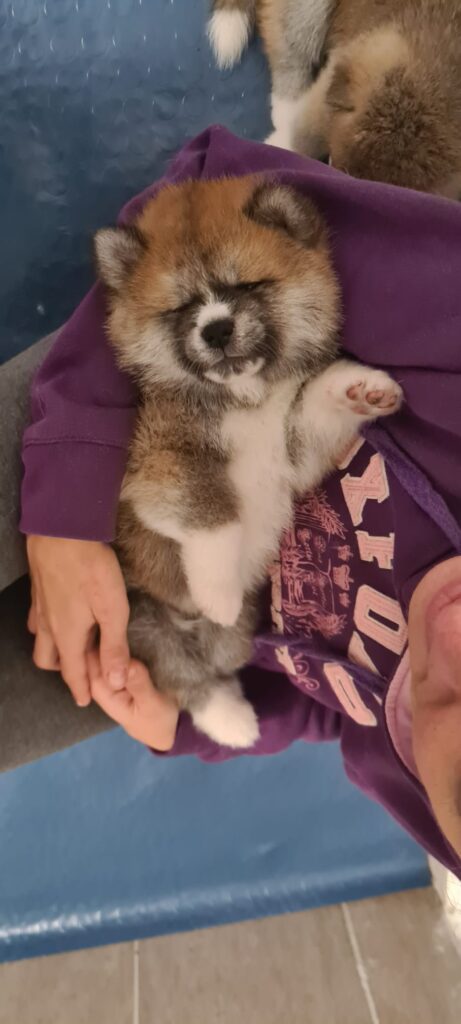 Prenotazioni cuccioli di AKITA INU
