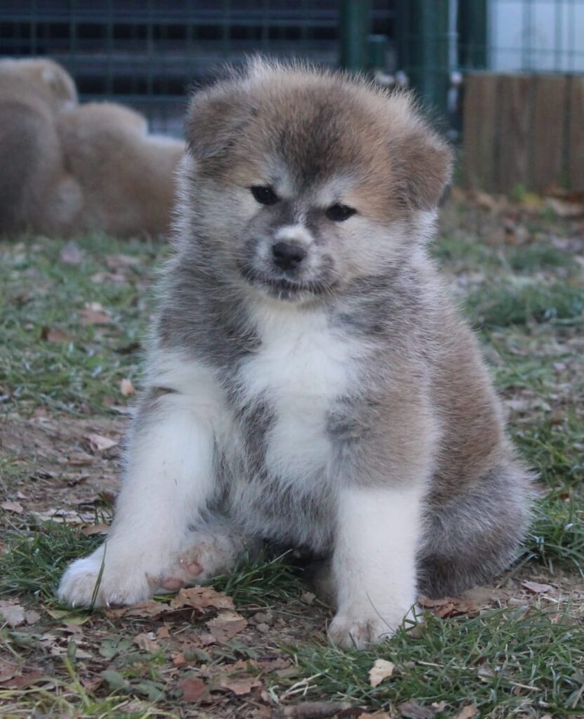 Prenotazioni cuccioli di AKITA INU