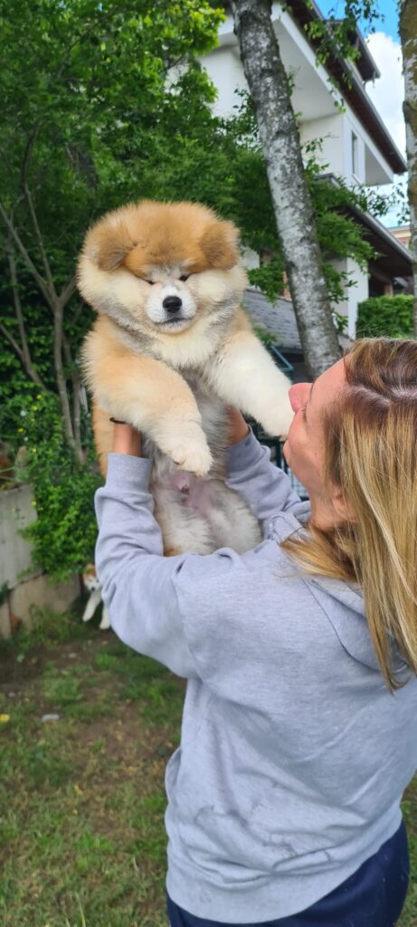 Cuccioli di AKITA Inu prenotazioni disponibili