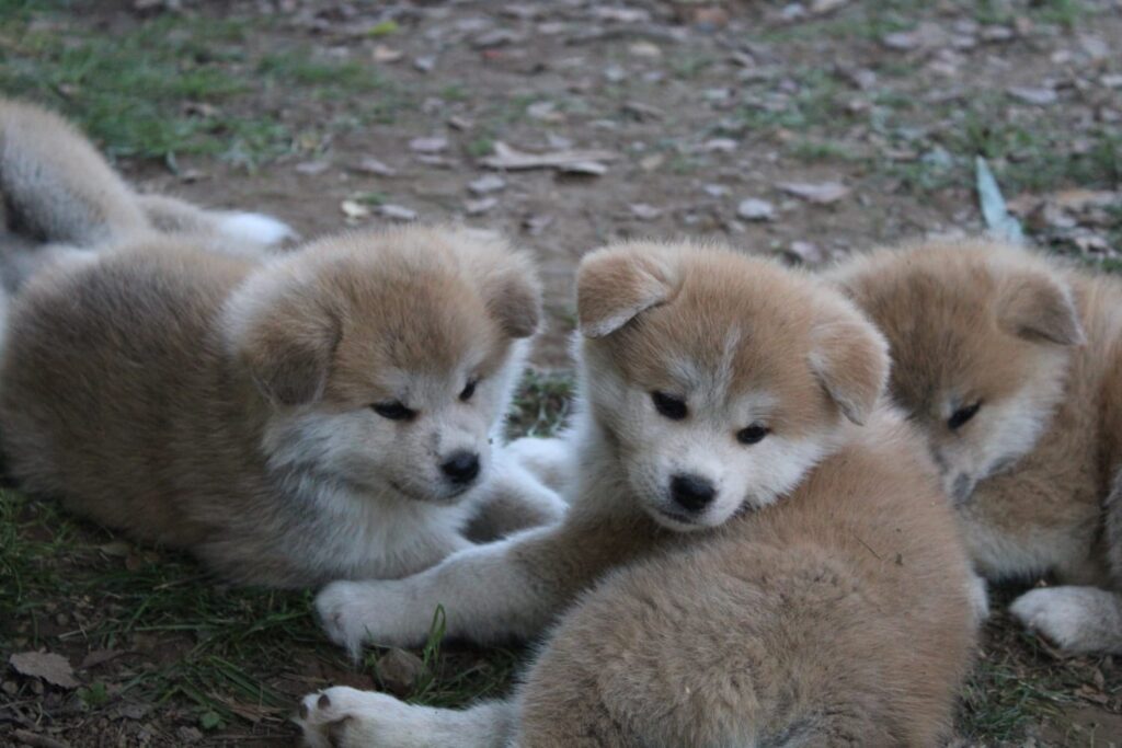 Cuccioli di AKITA Inu prenotazioni disponibili