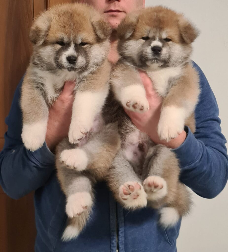 Cuccioli di AKITA Inu prenotazioni disponibili