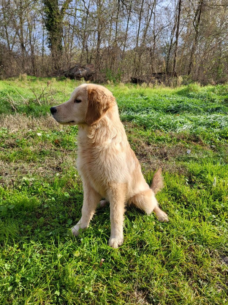Stupendi Golden Retriever